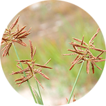 Cyperus rotundus