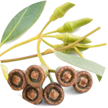 Eukalyptus (Blahovičník kulatoplodý)