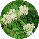 Elderberry