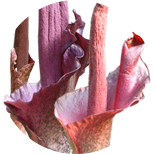 Amorphophallus konjac