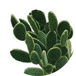 Комплекс Cactus Extract