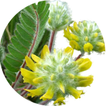 Locoweed (Astragalus)